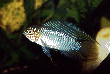 apistogramma_borelli_01.gif